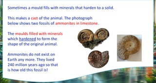 Sometimes a mould fills with minerals that harden to a solid.
This makes a cast of the animal. The photograph
below shows two fossils of ammonites in limestone.
The moulds filled with minerals
which hardened to form the
shape of the original animal.
Ammonites do not exist on
Earth any more. They lived
240 million years ago so that
is how old this fossil is!
 