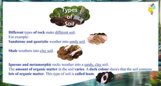 Different types of rock make different soil.
For example:
Sandstone and quartzite weather into sandy soil.
Shale weathers into clay soil.
Igneous and metamorphic rocks weather into a sandy, clay soil.
The amount of organic matter in the soil varies. A dark colour shows that the soil contains
lots of organic matter. This type of soil is called loam.
 