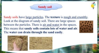 Sandy soil
Sandy soils have large particles. The texture is rough and crumbly.
Look at the diagram of sandy soil. There are large spaces
between the particles. There is air and water in the spaces.
This means that sandy soils contain lots of water and air.
The water can drain through the sand easily.
 