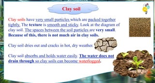 Clay soils have very small particles which are packed together
tightly. The texture is smooth and sticky. Look at the diagram of
clay soil. The spaces between the soil particles are very small.
Because of this, there is not much air in clay soils.
Clay soil dries out and cracks in hot, dry weather.
Clay soil absorbs and holds water easily. The water does not
drain through so clay soils can become waterlogged.
Clay soil
 