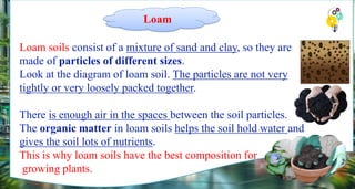 Loam soils consist of a mixture of sand and clay, so they are
made of particles of different sizes.
Look at the diagram of loam soil. The particles are not very
tightly or very loosely packed together.
There is enough air in the spaces between the soil particles.
The organic matter in loam soils helps the soil hold water and
gives the soil lots of nutrients.
This is why loam soils have the best composition for
growing plants.
Loam
 