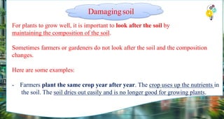 For plants to grow well, it is important to look after the soil by
maintaining the composition of the soil.
Sometimes farmers or gardeners do not look after the soil and the composition
changes.
Here are some examples:
- Farmers plant the same crop year after year. The crop uses up the nutrients in
the soil. The soil dries out easily and is no longer good for growing plants.
Damagingsoil
 