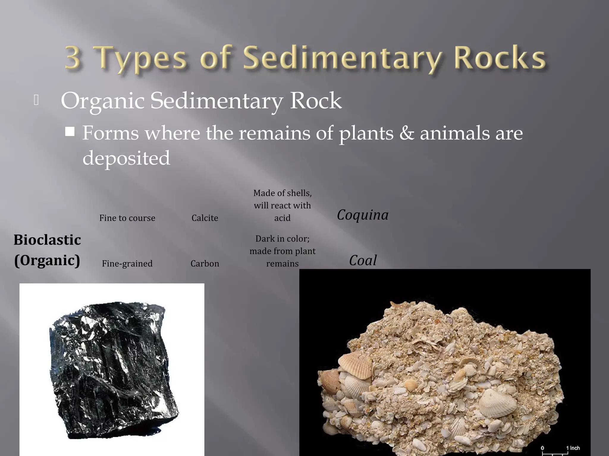  Organic Sedimentary Rock 
 Forms where the remains of plants & animals are 
deposited 
Bioclastic 
(Organic) 
Fine to course Calcite 
Made of shells, 
will react with 
acid Coquina 
Fine-grained Carbon 
Dark in color; 
made from plant 
remains Coal 
 