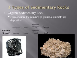  Organic Sedimentary Rock 
 Forms where the remains of plants & animals are 
deposited 
Bioclastic 
(Organic) 
Fine to course Calcite 
Made of shells, 
will react with 
acid Coquina 
Fine-grained Carbon 
Dark in color; 
made from plant 
remains Coal 
 