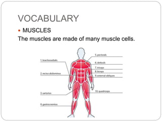 VOCABULARY
 MUSCLES
The muscles are made of many muscle cells.
 