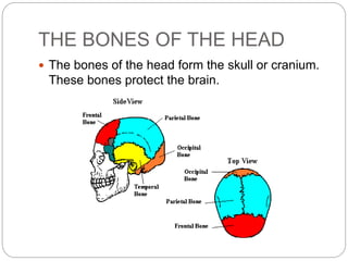 THE BONES OF THE HEAD
 The bones of the head form the skull or cranium.
These bones protect the brain.
 
