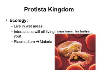 Protista Kingdom
• Ecology:
  – Live in wet areas
  – Interactions will all living organisms, including
    you!
  – Plasmodium Malaria
 