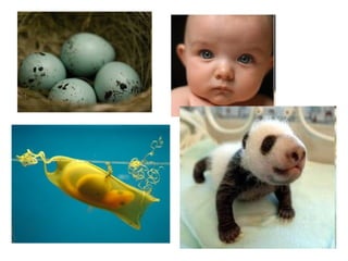 Unit3 the 5 kingdoms