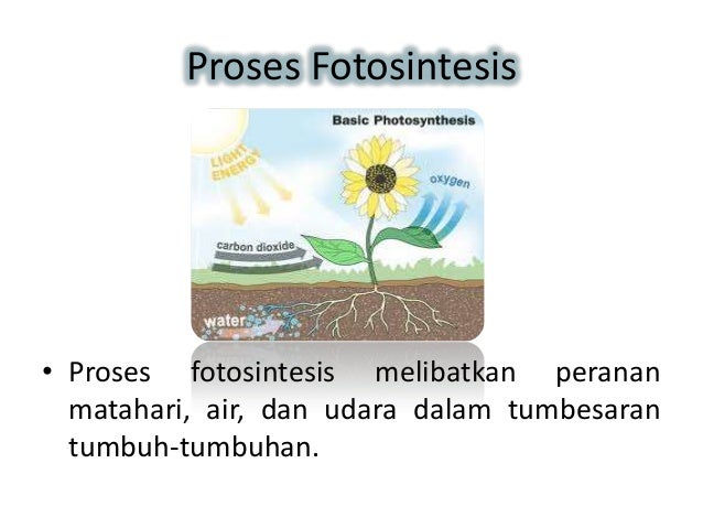 Unit 3 tumbuhan