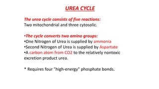 UREA CYCLE
The urea cycle consists of five reactions:
Two mitochondrial and three cytosolic.
•The cycle converts two amino groups:
•One Nitrogen of Urea is supplied by ammonia
•Second Nitrogen of Urea is supplied by Aspartate
•A carbon atom from CO2 to the relatively nontoxic
excretion product urea.
* Requires four "high-energy" phosphate bonds.
 