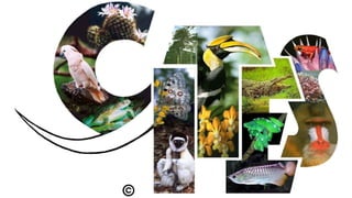 Wildlife trade & related organizations.pdf
