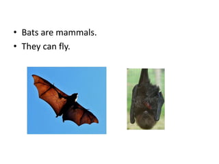 Bats are mammals.They can fly.
