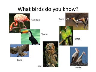 What birds do you know?DuckFlamingoToucanParrotEagleOwlstorke