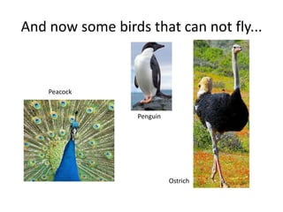 And now some birds that can not fly...PeacockPenguinOstrich