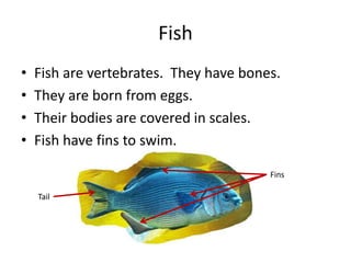 FishFish are vertebrates.  They have bones.They are born from eggs.Their bodies are covered in scales.Fish have fins to swim.FinsTail