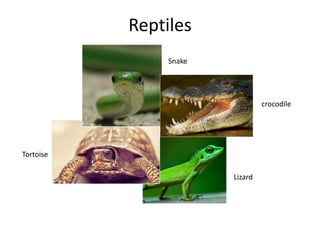 ReptilesSnakecrocodileTortoiseLizard