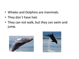 Whales and Dolphins are mammals. They don´t have hair.They can not walk, but they can swim and jump.