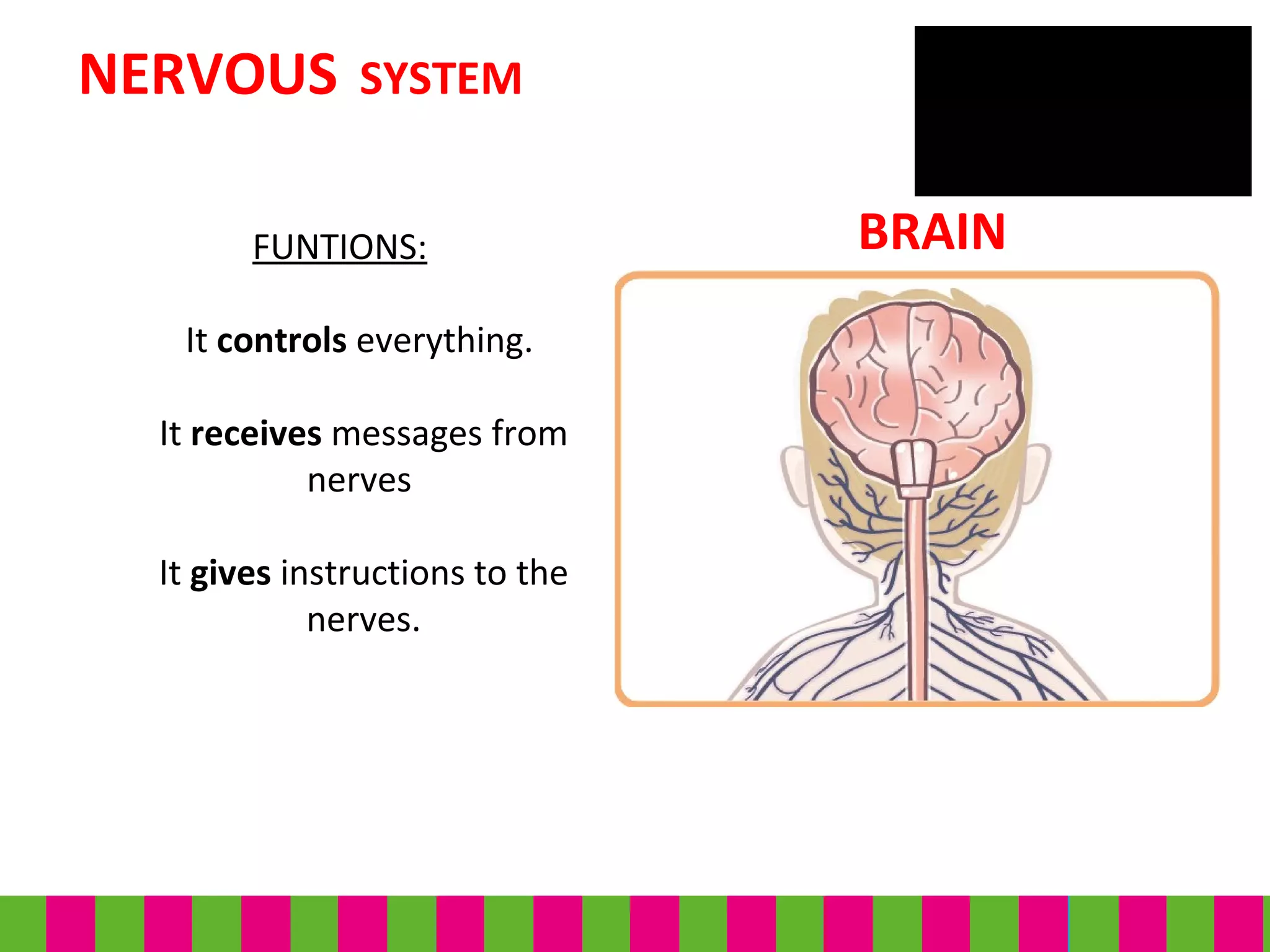 FUNTIONS:
It controls everything.
It receives messages from
nerves
It gives instructions to the
nerves.
NERVOUS SYSTEM
BRAIN
 