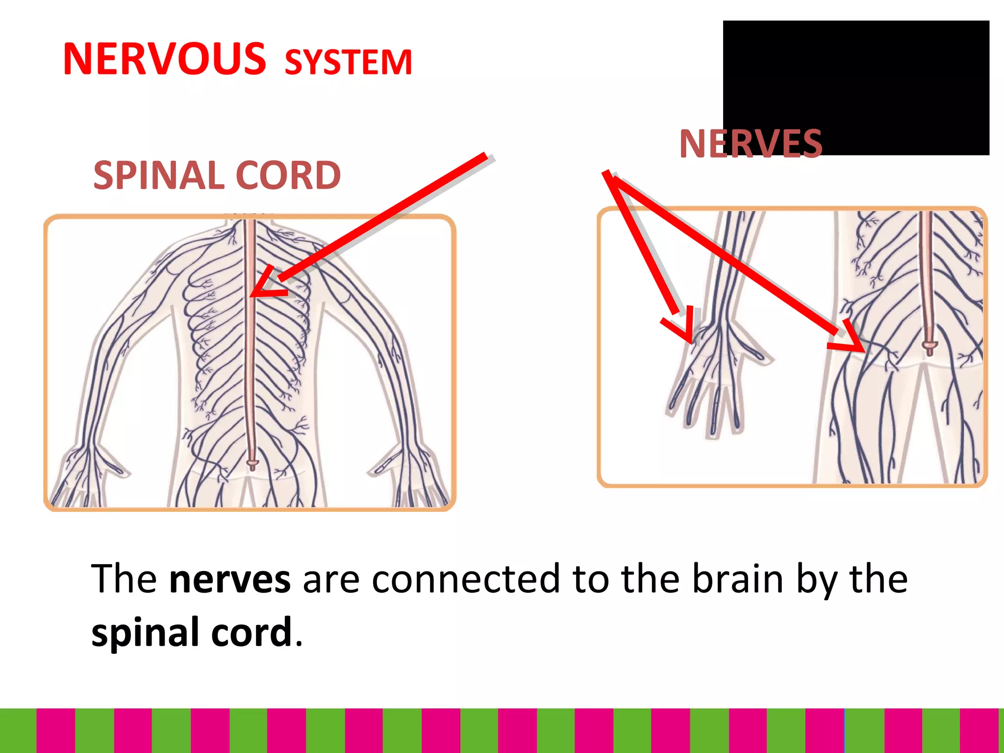 NERVOUS SYSTEM
NERVES
The nerves are connected to the brain by the
spinal cord.
SPINAL CORD
 