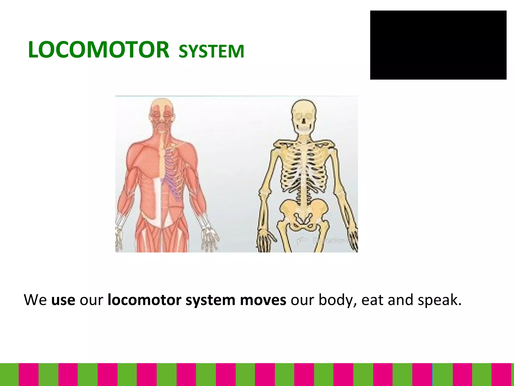 We use our locomotor system moves our body, eat and speak.
LOCOMOTOR SYSTEM
 