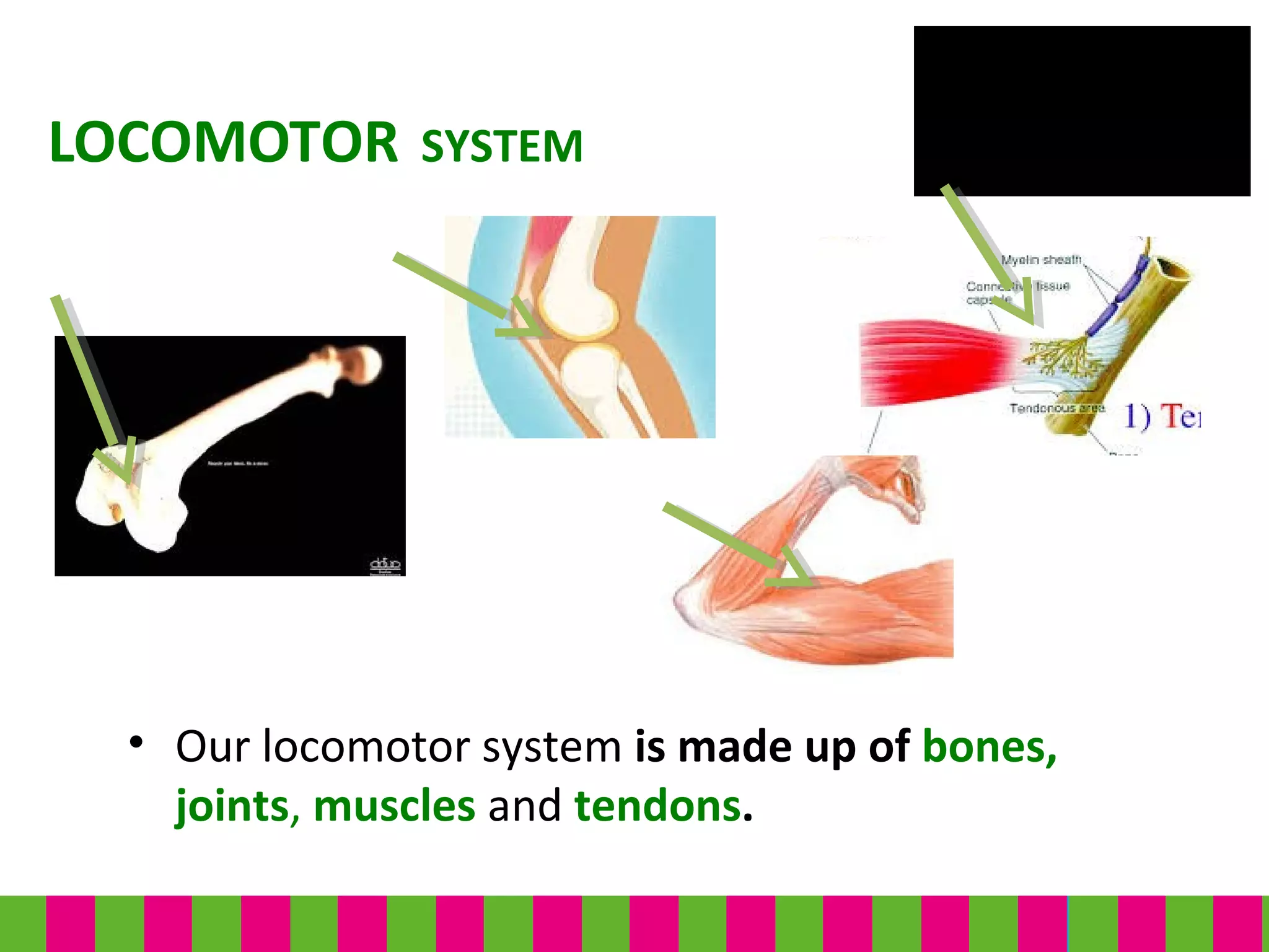 • Our locomotor system is made up of bones,
joints, muscles and tendons.
LOCOMOTOR SYSTEM
 