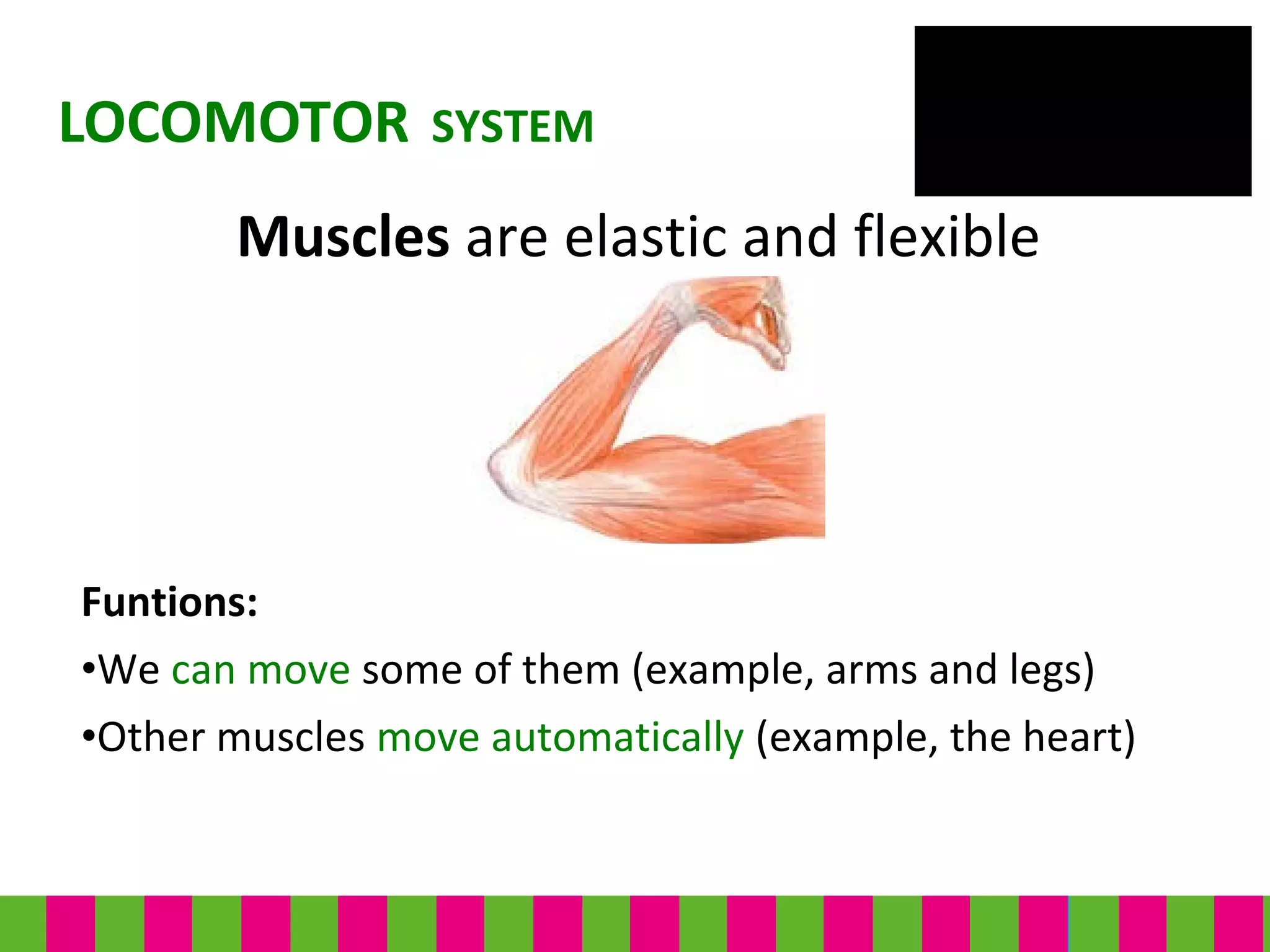 Funtions:
•We can move some of them (example, arms and legs)
•Other muscles move automatically (example, the heart)
LOCOMOTOR SYSTEM
Muscles are elastic and flexible
 