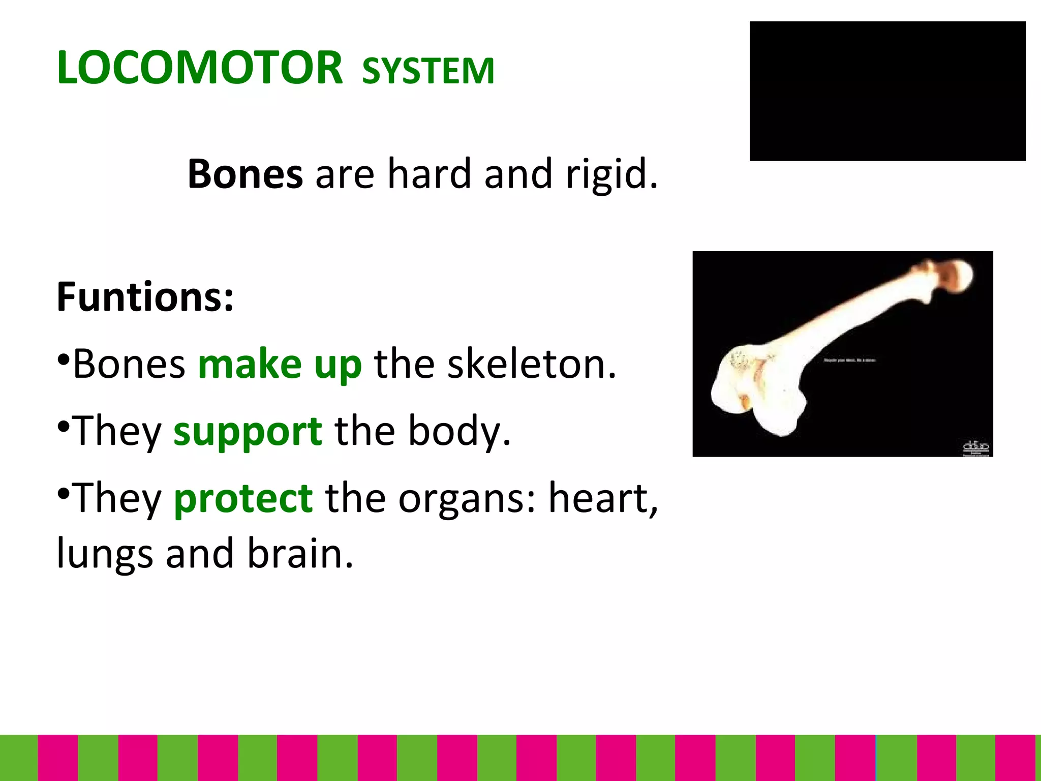 Funtions:
•Bones make up the skeleton.
•They support the body.
•They protect the organs: heart,
lungs and brain.
LOCOMOTOR SYSTEM
Bones are hard and rigid.
 