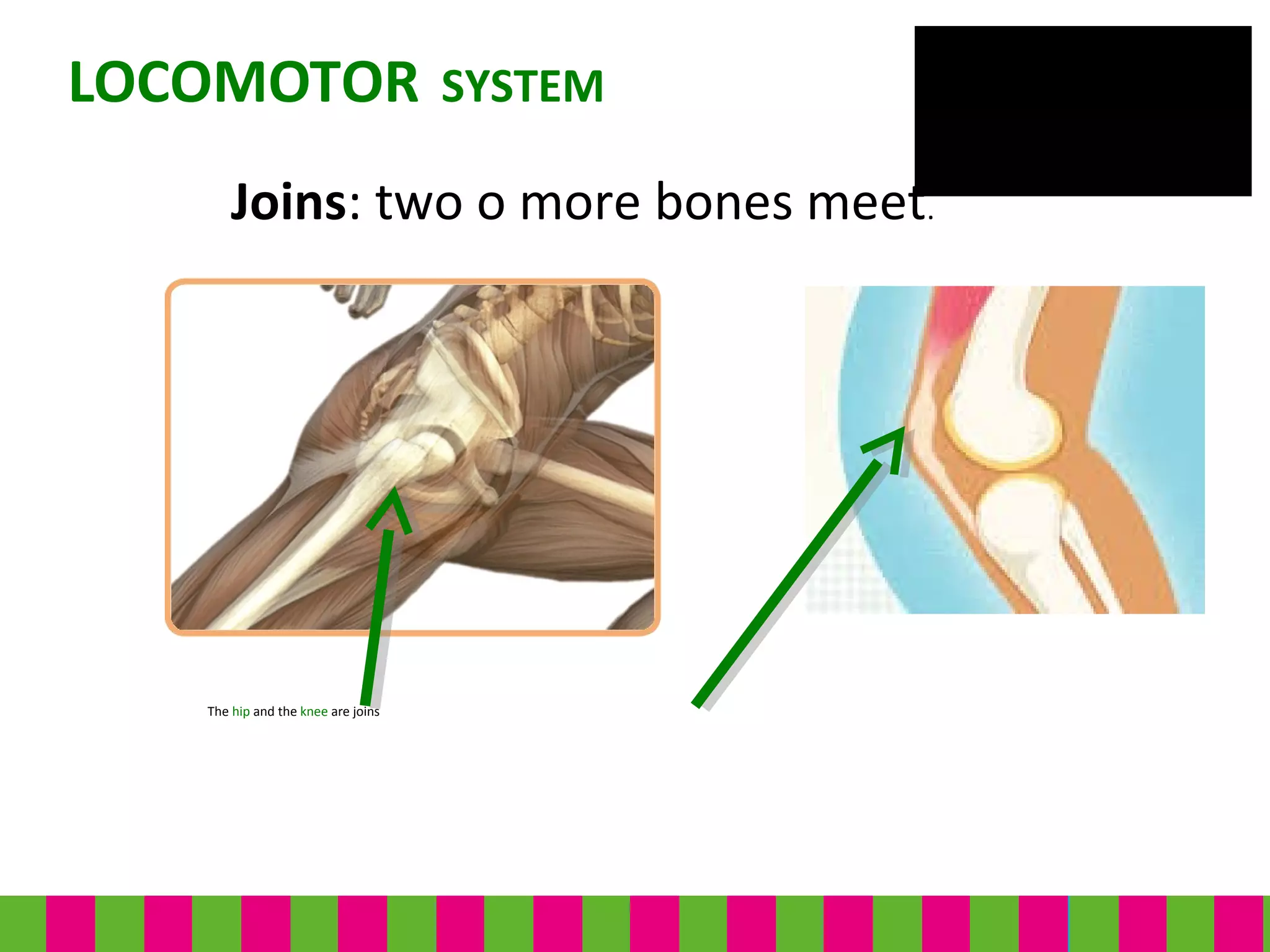 The hip and the knee are joins
LOCOMOTOR SYSTEM
Joins: two o more bones meet.
 
