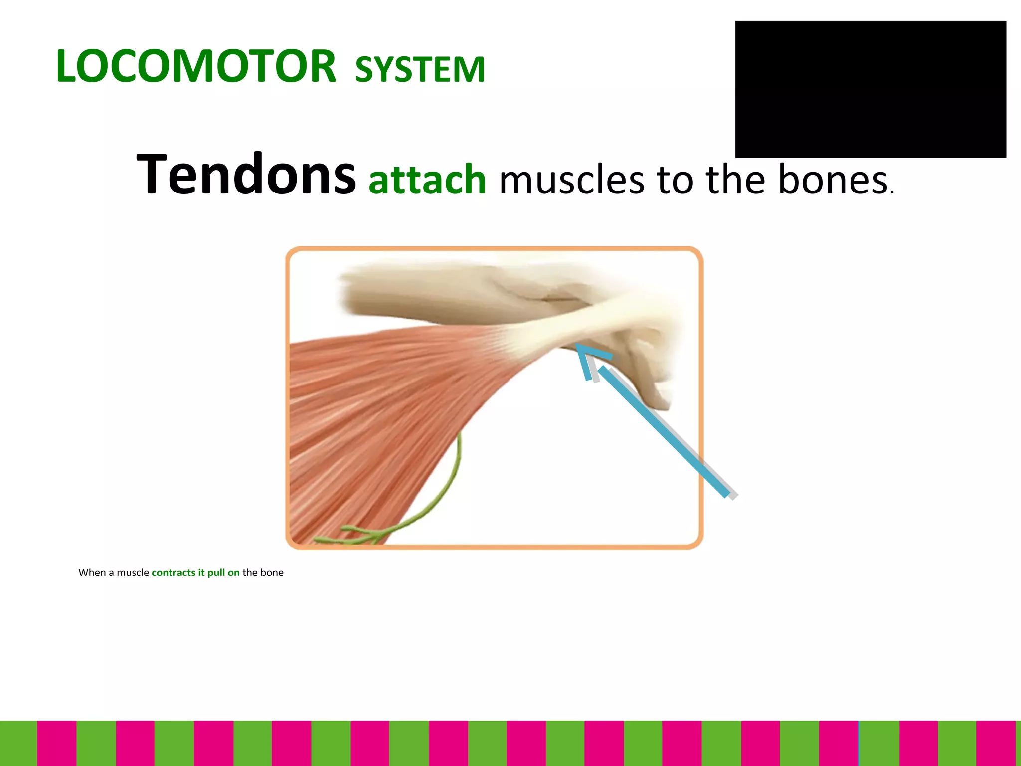 When a muscle contracts it pull on the bone
LOCOMOTOR SYSTEM
Tendons attach muscles to the bones.
 