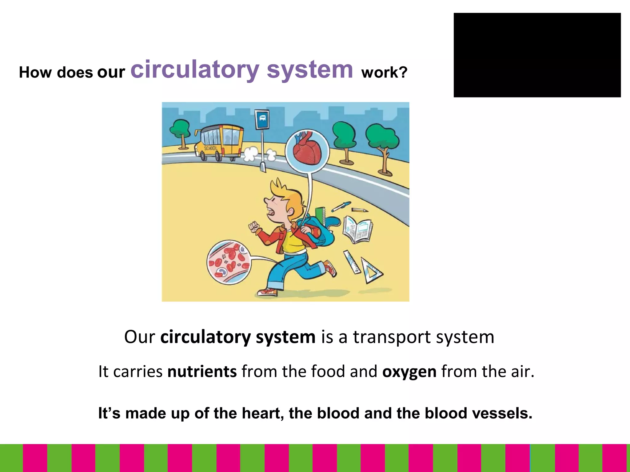 How does our circulatory system work?
It’s made up of the heart, the blood and the blood vessels.
It carries nutrients from the food and oxygen from the air.
Our circulatory system is a transport system
 