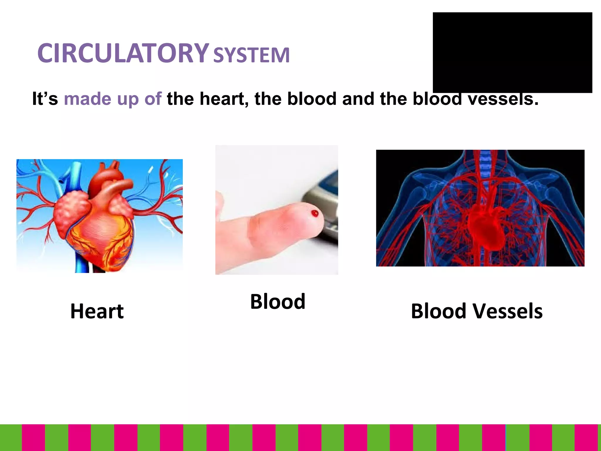 CIRCULATORYSYSTEM
It’s made up of the heart, the blood and the blood vessels.
Heart Blood Blood Vessels
 