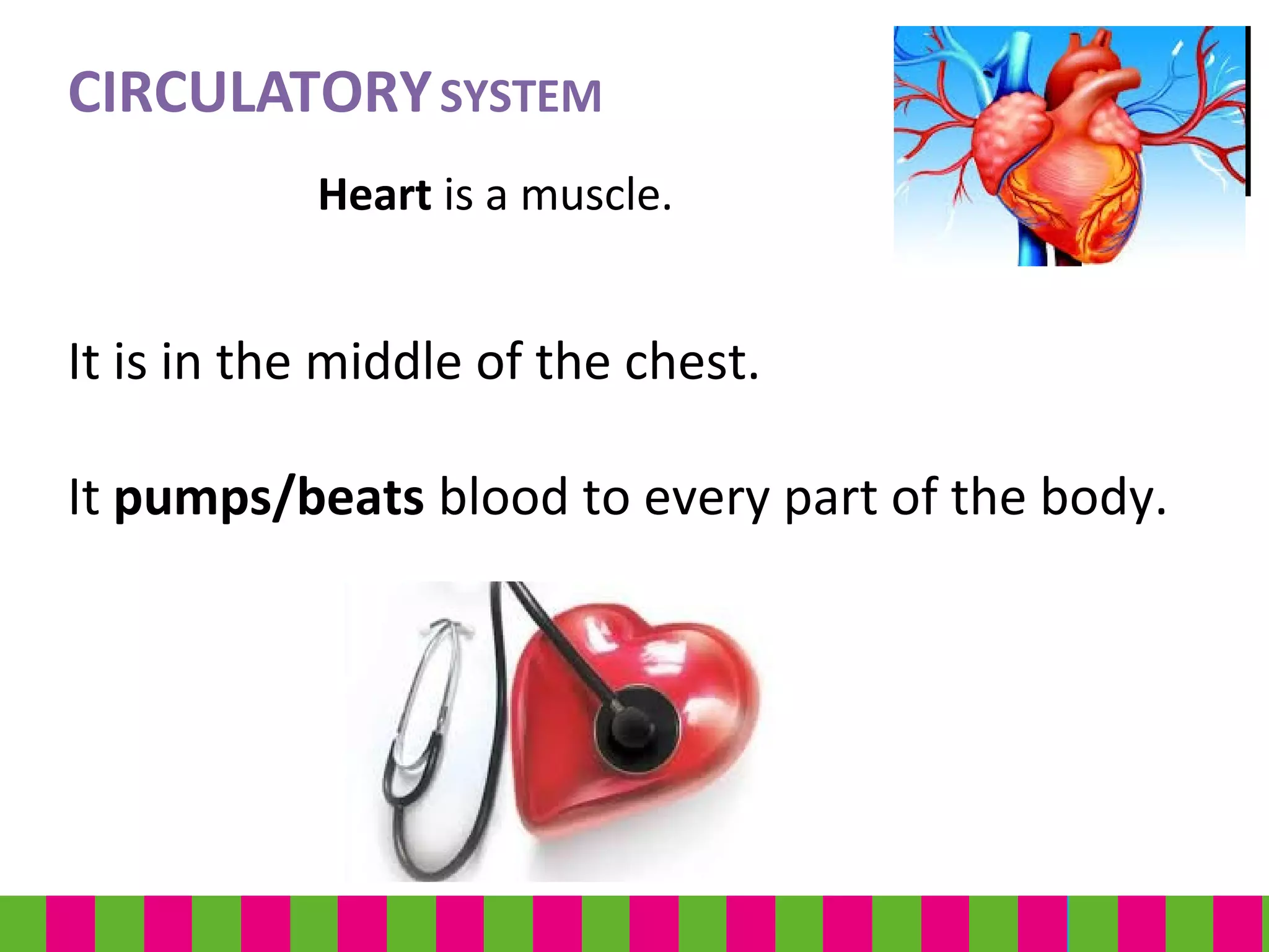 Heart is a muscle.
CIRCULATORYSYSTEM
It is in the middle of the chest.
It pumps/beats blood to every part of the body.
 