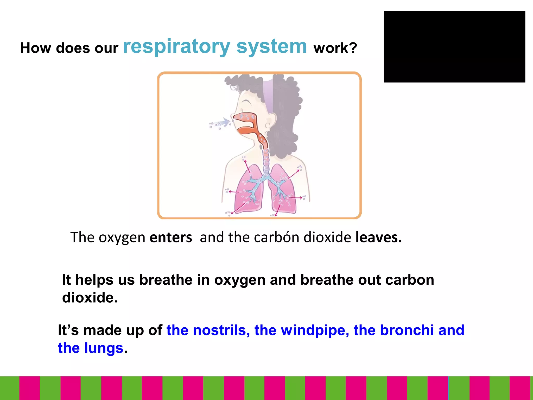 How does our respiratory system work?
It helps us breathe in oxygen and breathe out carbon
dioxide.
It’s made up of the nostrils, the windpipe, the bronchi and
the lungs.
The oxygen enters and the carbón dioxide leaves.
 