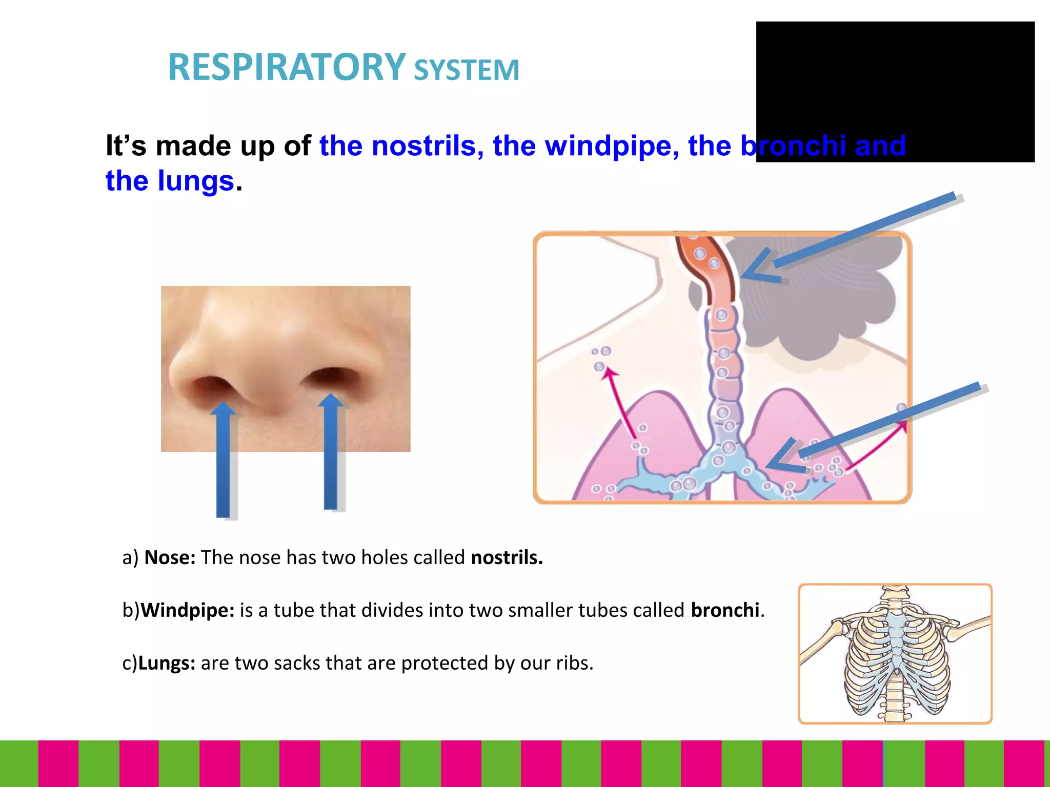 RESPIRATORY SYSTEM
a) Nose: The nose has two holes called nostrils.
b)Windpipe: is a tube that divides into two smaller tubes called bronchi.
c)Lungs: are two sacks that are protected by our ribs.
It’s made up of the nostrils, the windpipe, the bronchi and
the lungs.
 