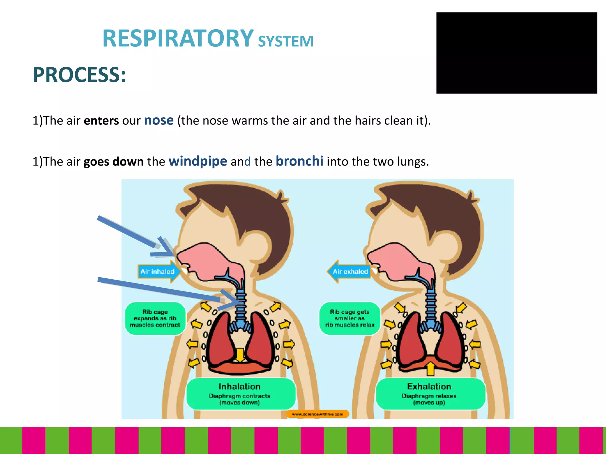 RESPIRATORYSYSTEM
PROCESS:
1)The air enters our nose (the nose warms the air and the hairs clean it).
1)The air goes down the windpipe and the bronchi into the two lungs.
 
