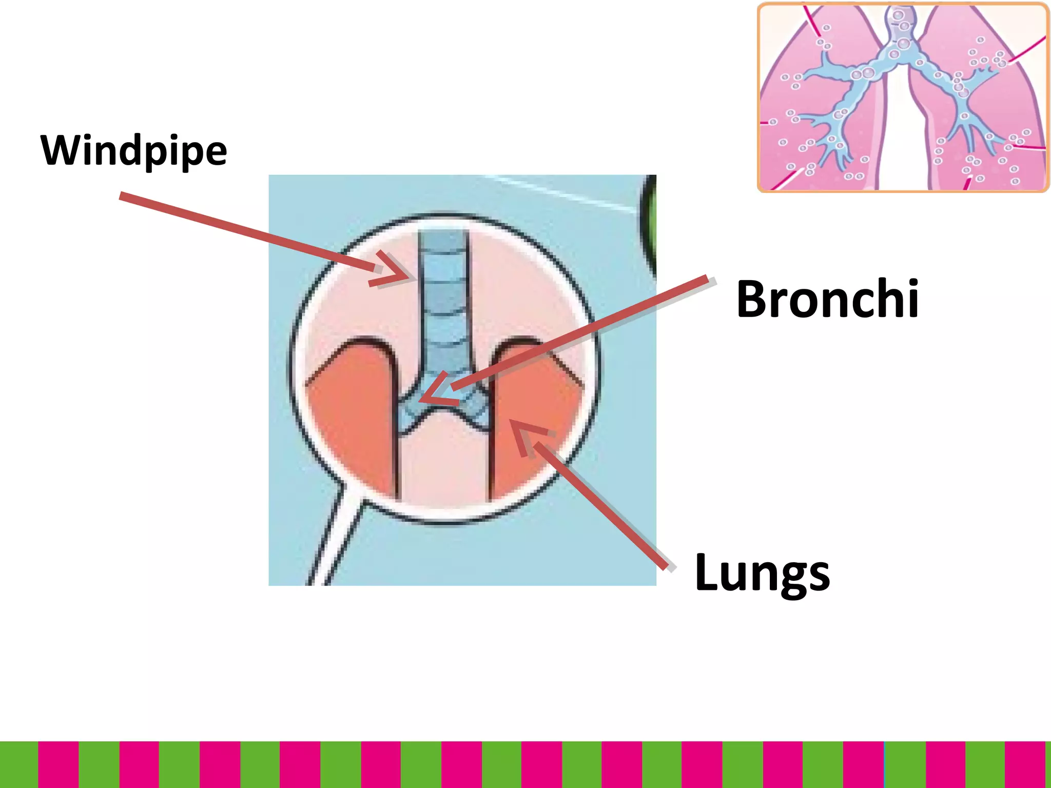 Windpipe
Bronchi
Lungs
 