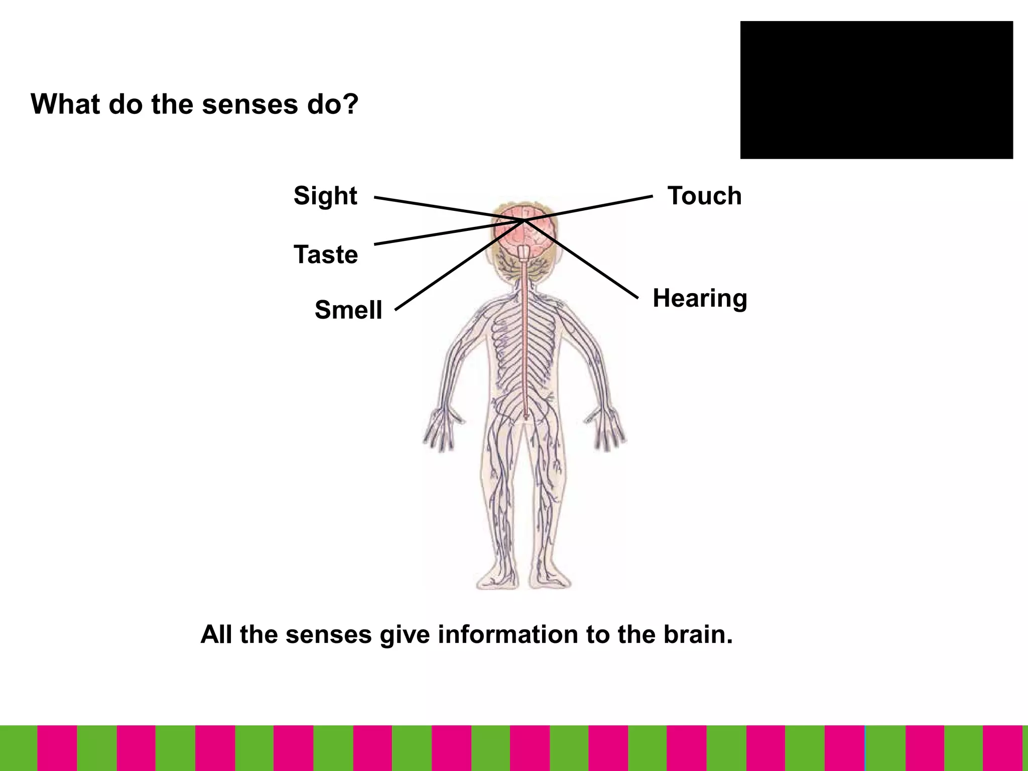 What do the senses do?
All the senses give information to the brain.
Sight
Taste
HearingSmell
Touch
 