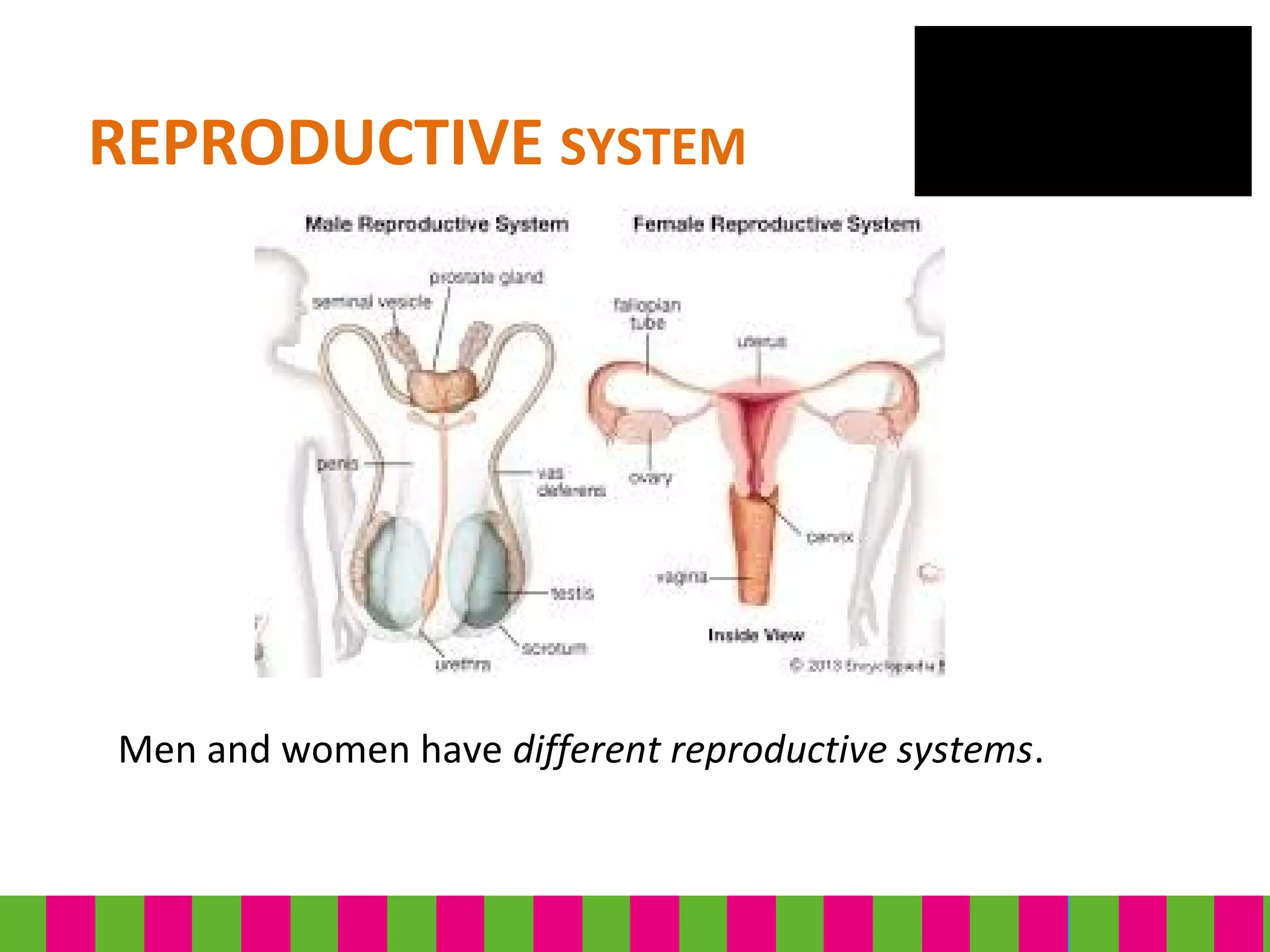 REPRODUCTIVE SYSTEM
Men and women have different reproductive systems.
 
