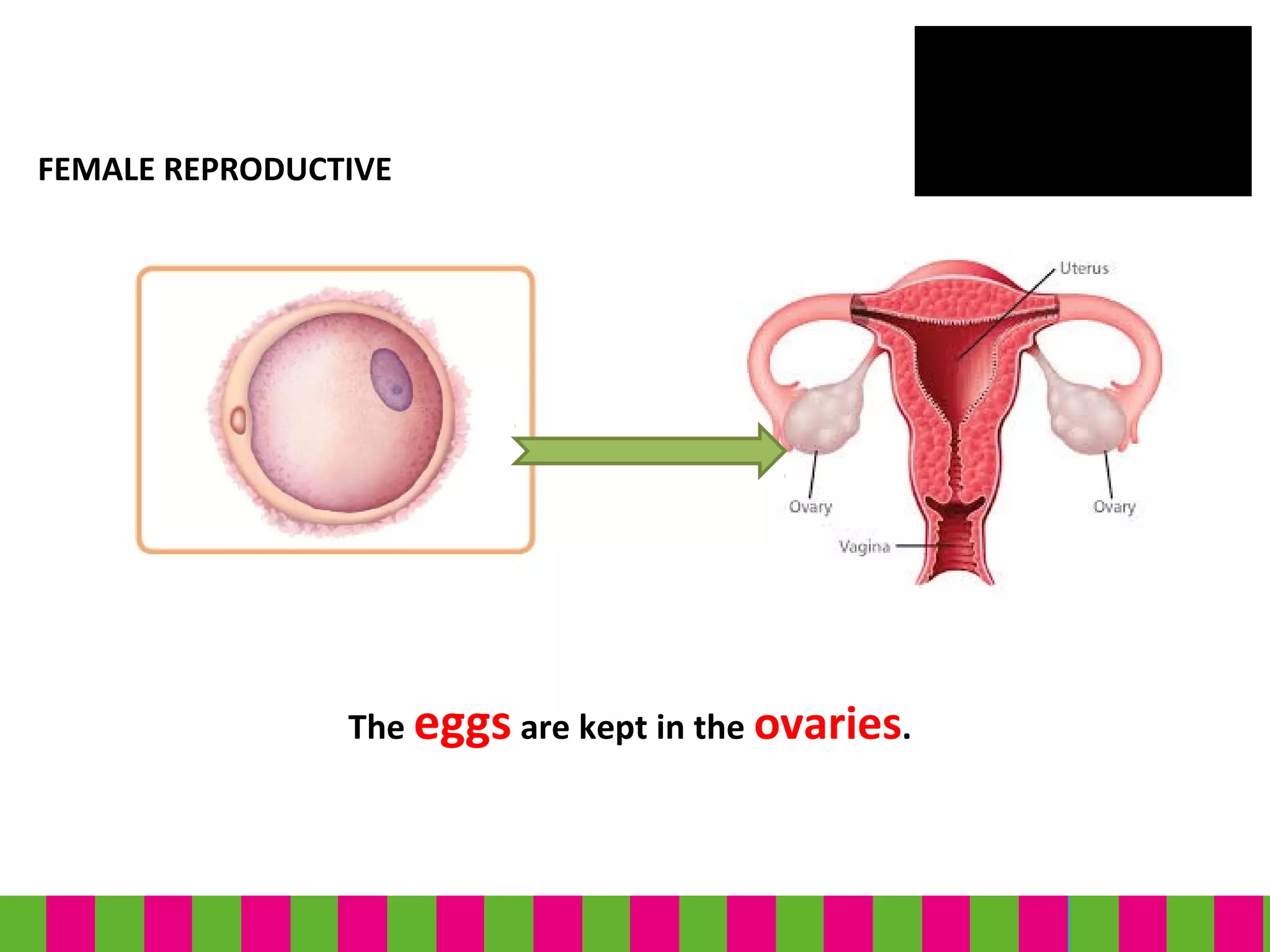 FEMALE REPRODUCTIVE
The eggs are kept in the ovaries.
 