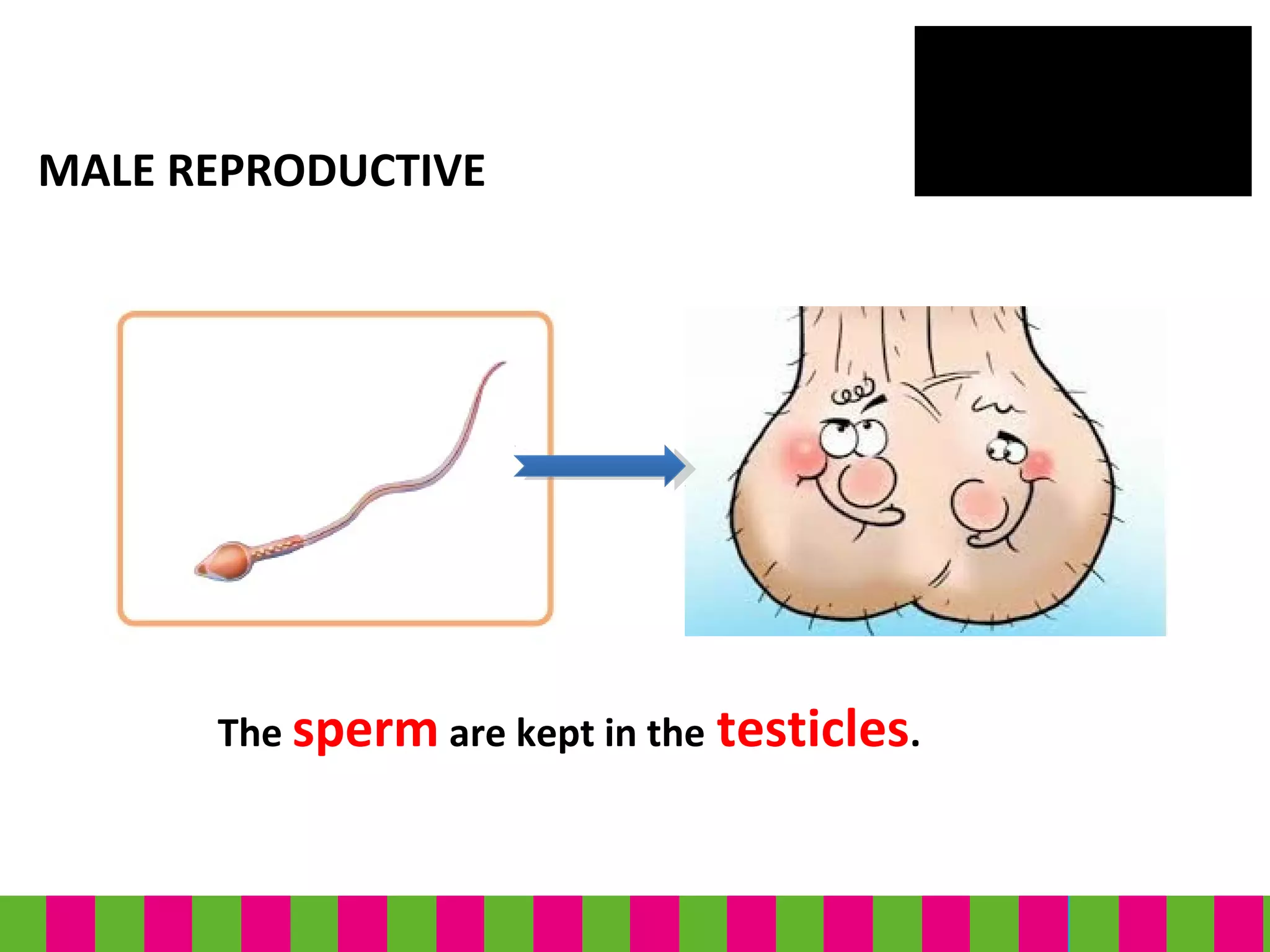MALE REPRODUCTIVE
The sperm are kept in the testicles.
 