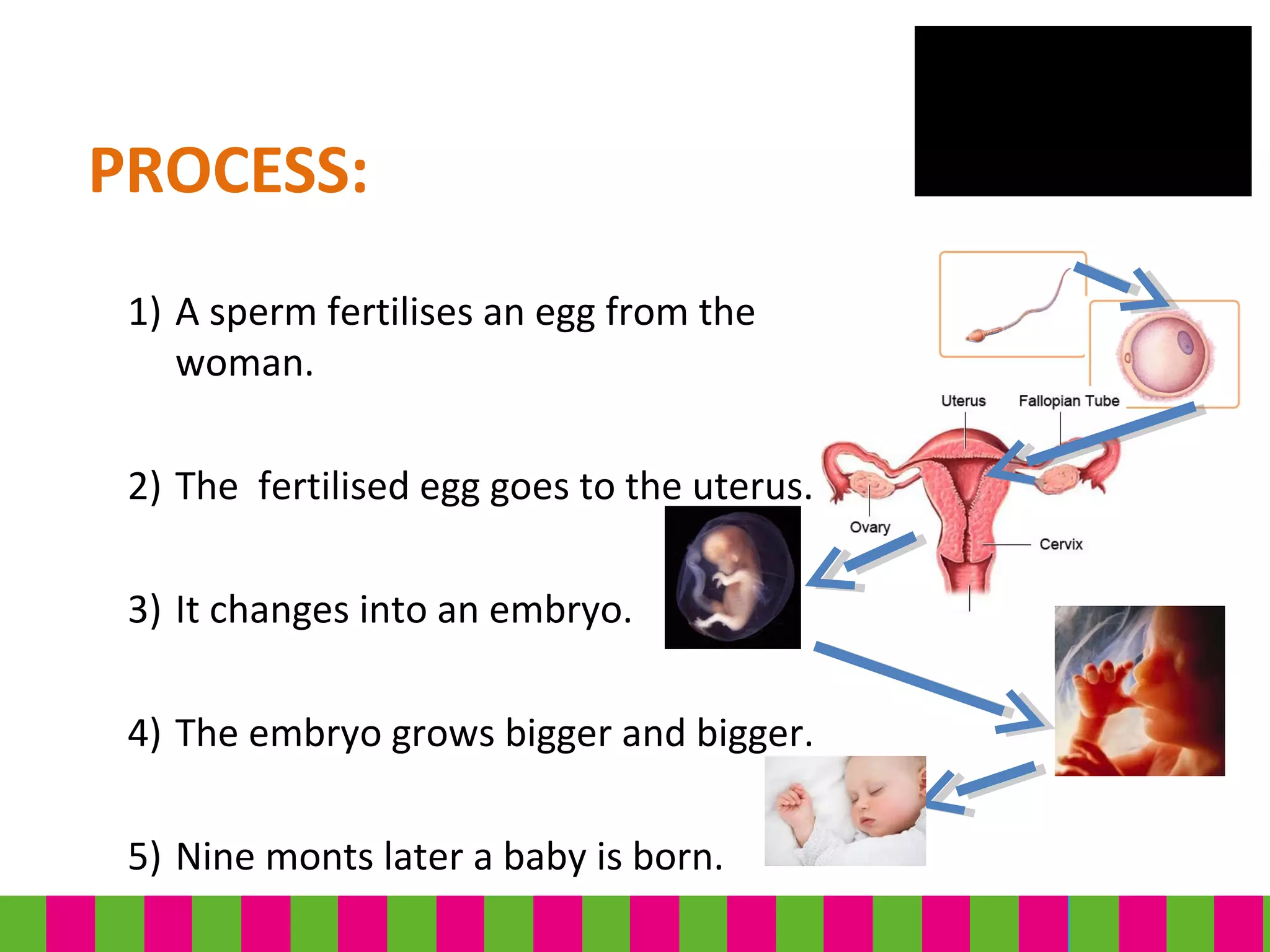 PROCESS:
1) A sperm fertilises an egg from the
woman.
2) The fertilised egg goes to the uterus.
3) It changes into an embryo.
4) The embryo grows bigger and bigger.
5) Nine monts later a baby is born.
 