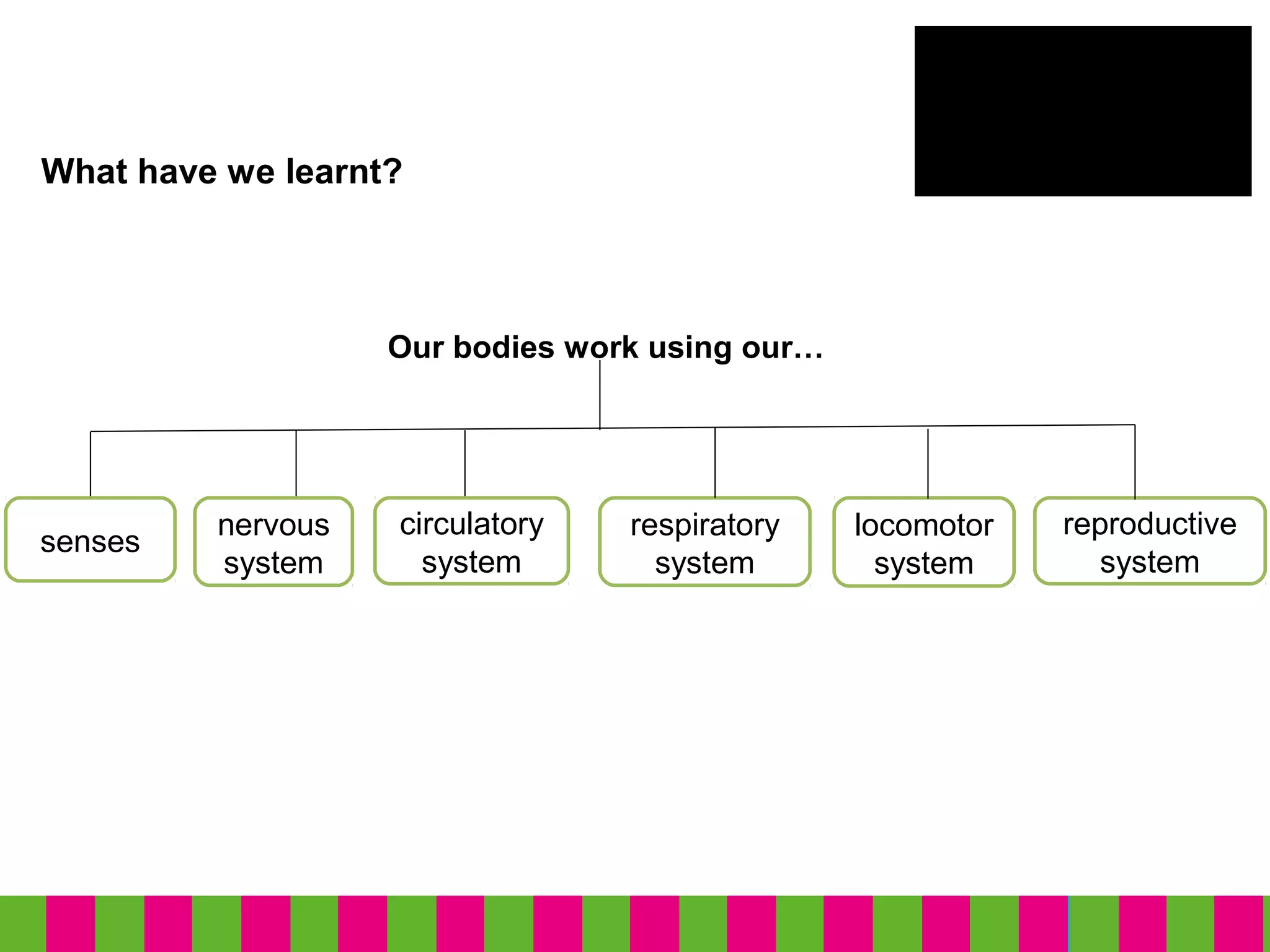 What have we learnt?
senses
nervous
system
circulatory
system
Our bodies work using our…
respiratory
system
locomotor
system
reproductive
system
 