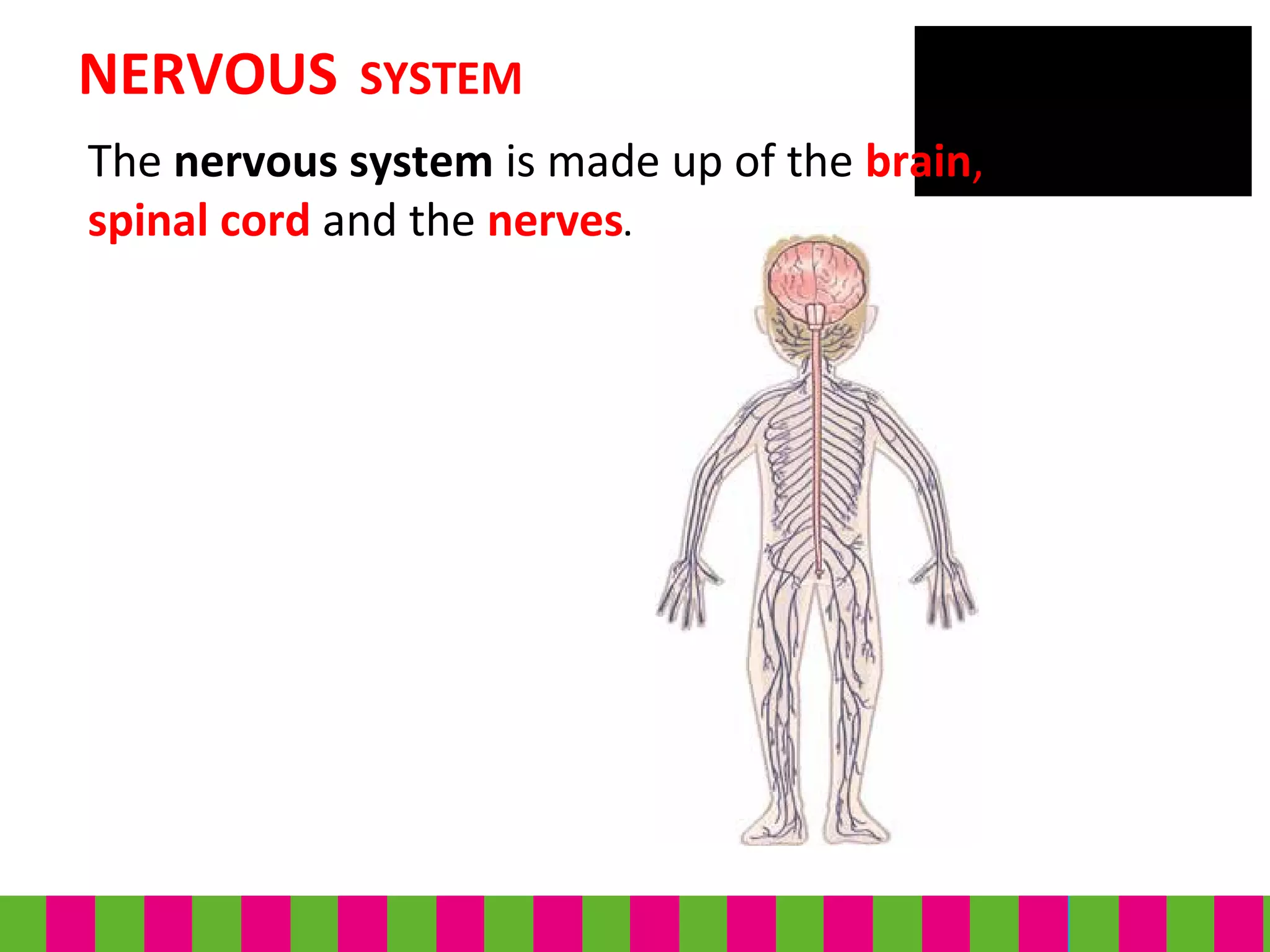 The nervous system is made up of the brain, the
spinal cord and the nerves.
NERVOUS SYSTEM
 
