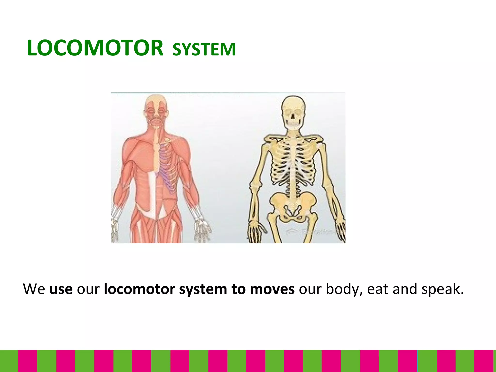 We use our locomotor system to moves our body, eat and speak.
LOCOMOTOR SYSTEM