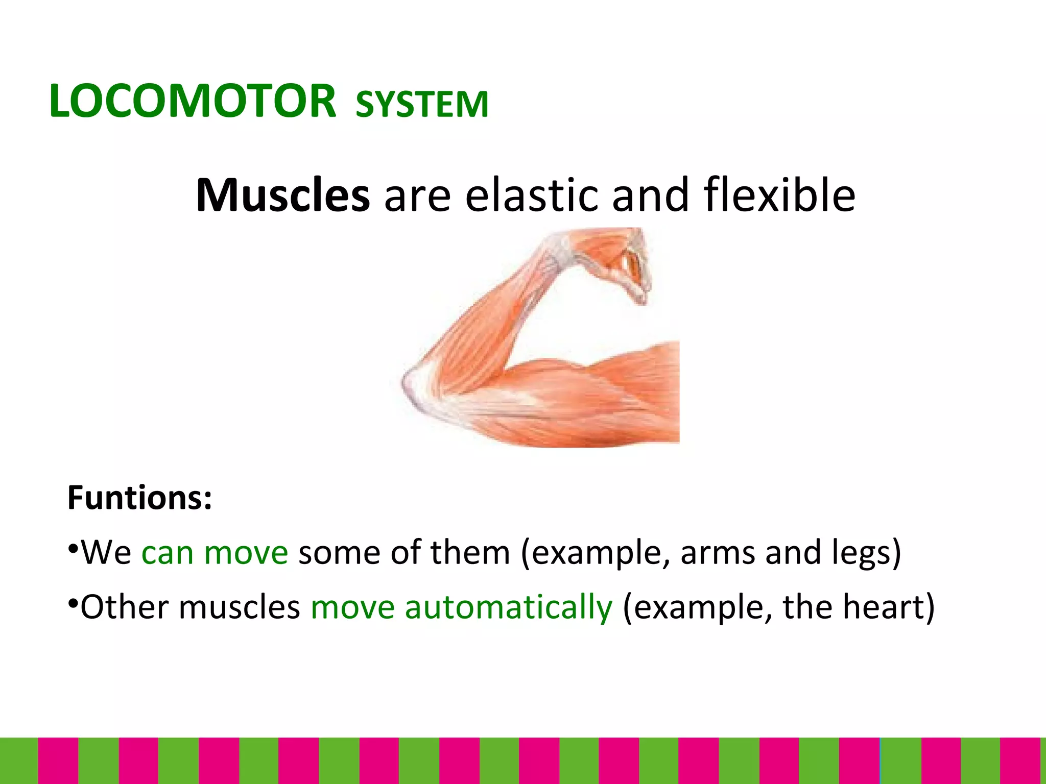 Funtions:
•We can move some of them (example, arms and legs)
•Other muscles move automatically (example, the heart)
LOCOMOTOR SYSTEM
Muscles are elastic and flexible