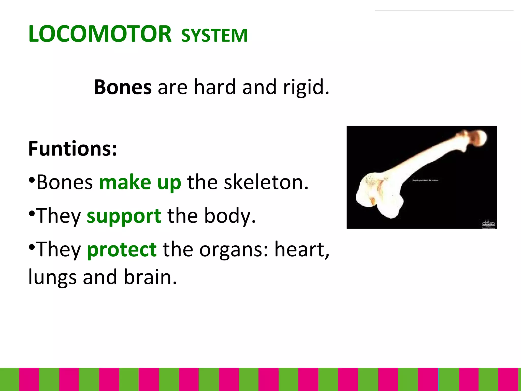 Funtions:
•Bones make up the skeleton.
•They support the body.
•They protect the organs: heart,
lungs and brain.
LOCOMOTOR SYSTEM
Bones are hard and rigid.