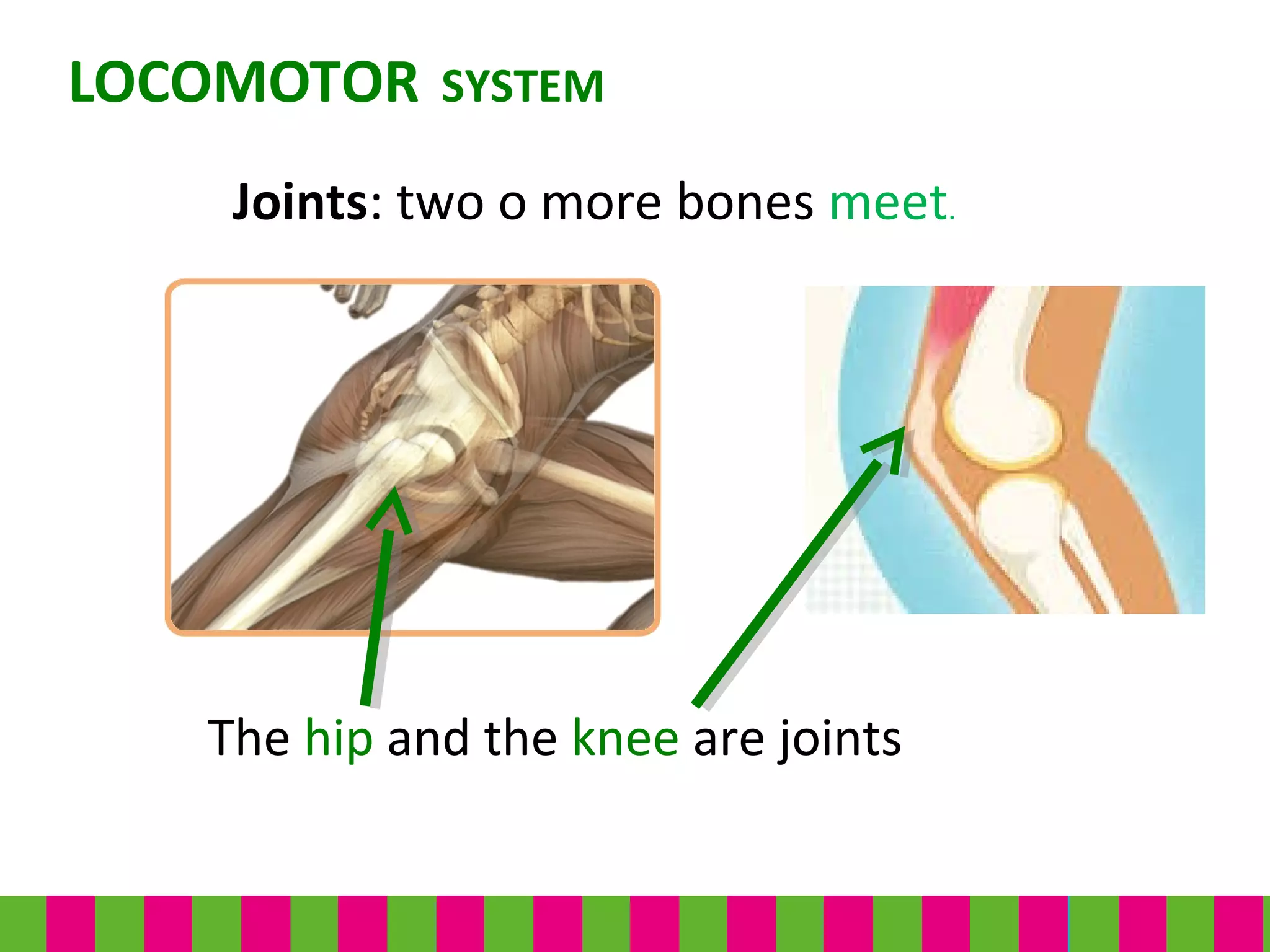 The hip and the knee are joints
LOCOMOTOR SYSTEM
Joints: two o more bones meet.