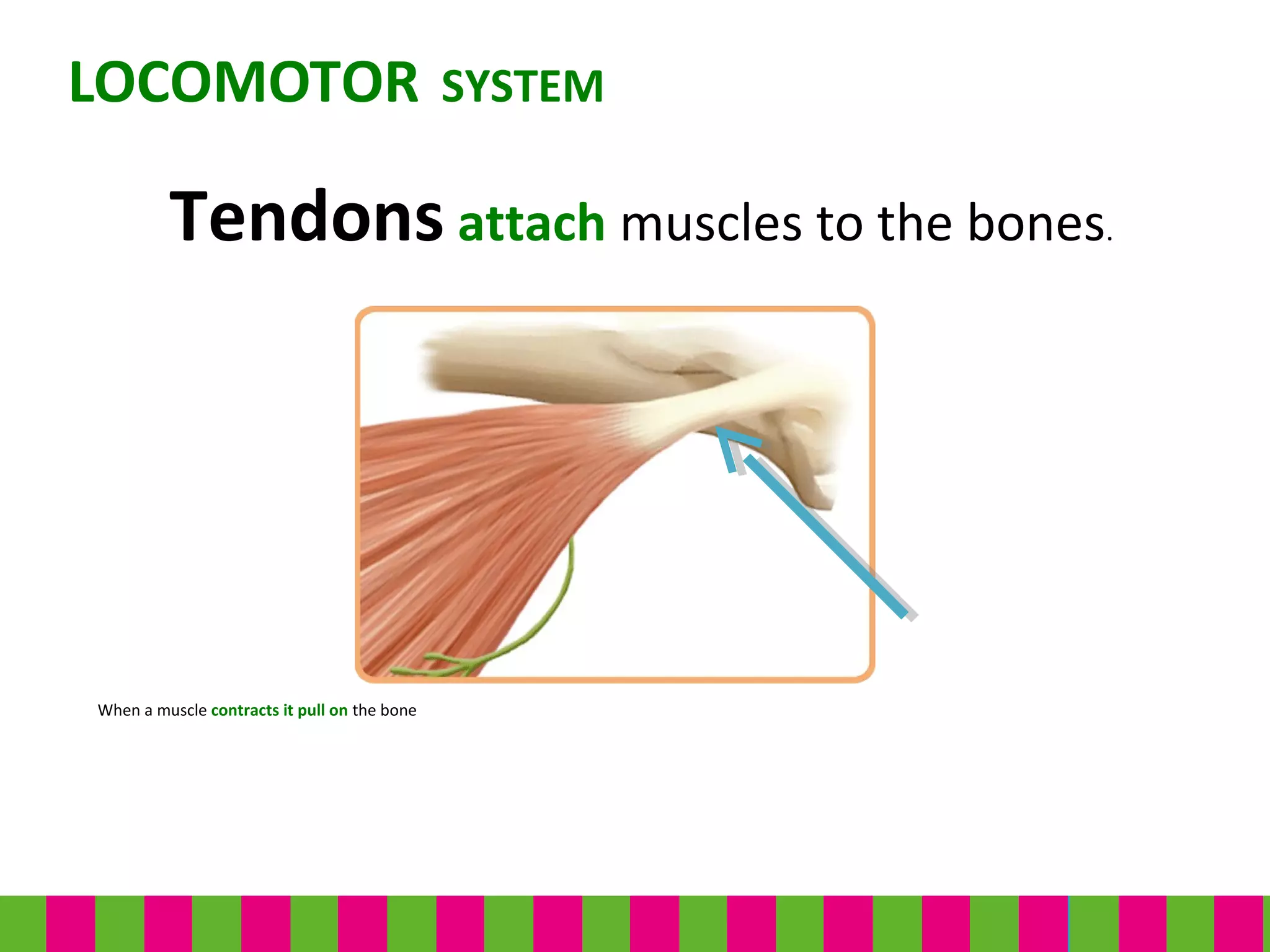 When a muscle contracts it pull on the bone
LOCOMOTOR SYSTEM
Tendons attach muscles to the bones.