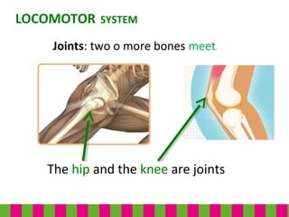 The hip and the knee are joints
LOCOMOTOR SYSTEM
Joints: two o more bones meet.
 