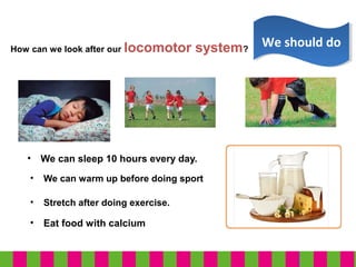 How can we look after our locomotor system?
• We can warm up before doing sport
• Stretch after doing exercise.
• We can sleep 10 hours every day.
We should doWe should do
• Eat food with calcium
 
